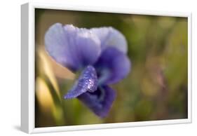 Drops of morning dew on petal of pansy flower-Paivi Vikstrom-Framed Photographic Print