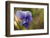 Drops of morning dew on petal of pansy flower-Paivi Vikstrom-Framed Photographic Print