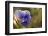 Drops of morning dew on petal of pansy flower-Paivi Vikstrom-Framed Photographic Print