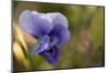 Drops of morning dew on petal of pansy flower-Paivi Vikstrom-Mounted Photographic Print