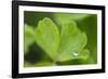 Drops of Water in the Form of a Pearl on Green Leaves-Falk Hermann-Framed Photographic Print
