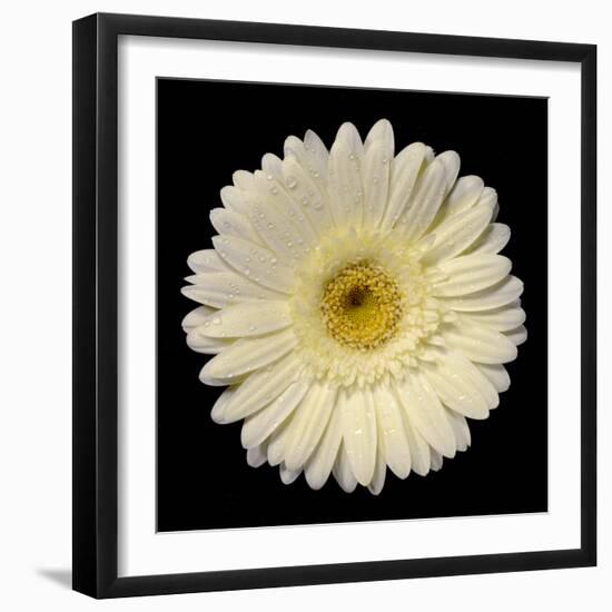 Drops on Gerber I-Jim Christensen-Framed Photographic Print