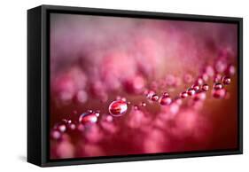 Drops on My Honda-Ursula Abresch-Framed Stretched Canvas