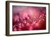 Drops on My Honda-Ursula Abresch-Framed Photographic Print