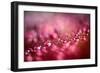 Drops on My Honda-Ursula Abresch-Framed Photographic Print