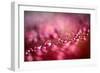 Drops on My Honda-Ursula Abresch-Framed Photographic Print