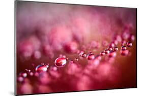 Drops on My Honda-Ursula Abresch-Mounted Photographic Print