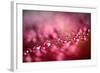 Drops on My Honda-Ursula Abresch-Framed Photographic Print