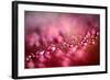 Drops on My Honda-Ursula Abresch-Framed Photographic Print