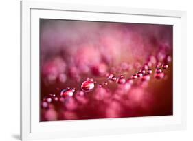 Drops on My Honda-Ursula Abresch-Framed Photographic Print