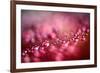 Drops on My Honda-Ursula Abresch-Framed Photographic Print