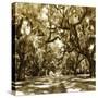 Druid Oak Square I-Alan Hausenflock-Stretched Canvas