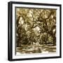 Druid Oak Square I-Alan Hausenflock-Framed Photographic Print