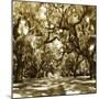 Druid Oak Square I-Alan Hausenflock-Mounted Photographic Print