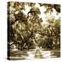 Druid Oak Square II-Alan Hausenflock-Stretched Canvas