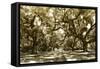 Druid Oaks I-Alan Hausenflock-Framed Stretched Canvas