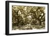 Druid Oaks I-Alan Hausenflock-Framed Photographic Print