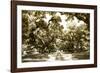 Druid Oaks II-Alan Hausenflock-Framed Photographic Print