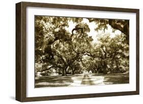 Druid Oaks II-Alan Hausenflock-Framed Photographic Print