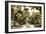 Druid Oaks II-Alan Hausenflock-Framed Photographic Print