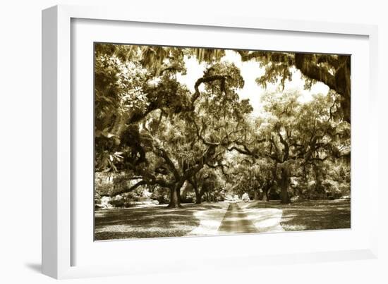 Druid Oaks II-Alan Hausenflock-Framed Photographic Print