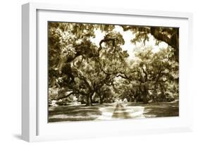 Druid Oaks II-Alan Hausenflock-Framed Photographic Print