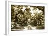 Druid Oaks II-Alan Hausenflock-Framed Photographic Print