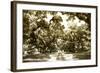 Druid Oaks II-Alan Hausenflock-Framed Photographic Print