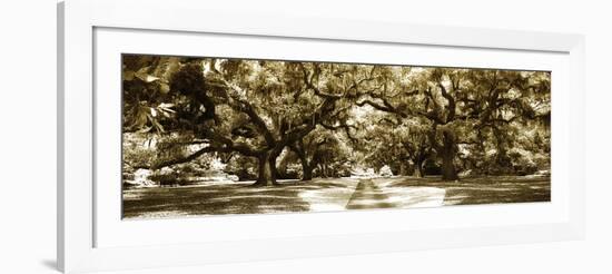 Druid Oaks Panel II-Alan Hausenflock-Framed Photographic Print