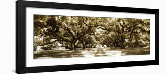 Druid Oaks Panel II-Alan Hausenflock-Framed Photographic Print