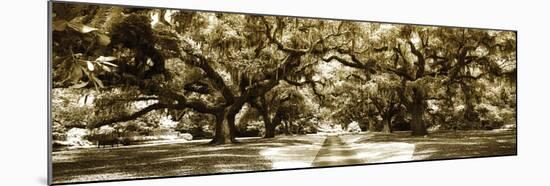 Druid Oaks Panel II-Alan Hausenflock-Mounted Photographic Print