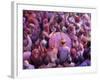 Drum in Temple During Holi Festival, Mathura, Uttar Pradesh, India-Peter Adams-Framed Photographic Print