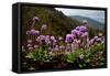 Drumstick primrose flowering, Bhutan-Sandesh Kadur-Framed Stretched Canvas