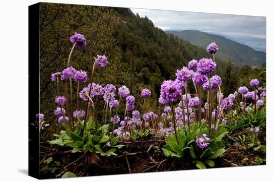 Drumstick primrose flowering, Bhutan-Sandesh Kadur-Stretched Canvas