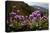 Drumstick primrose flowering, Bhutan-Sandesh Kadur-Stretched Canvas