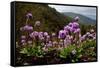 Drumstick primrose flowering, Bhutan-Sandesh Kadur-Framed Stretched Canvas