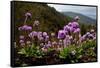 Drumstick primrose flowering, Bhutan-Sandesh Kadur-Framed Stretched Canvas