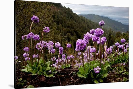 Drumstick primrose flowering, Bhutan-Sandesh Kadur-Stretched Canvas