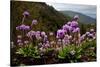 Drumstick primrose flowering, Bhutan-Sandesh Kadur-Stretched Canvas