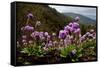 Drumstick primrose flowering, Bhutan-Sandesh Kadur-Framed Stretched Canvas