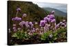 Drumstick primrose flowering, Bhutan-Sandesh Kadur-Stretched Canvas