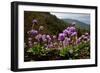 Drumstick primrose flowering, Bhutan-Sandesh Kadur-Framed Photographic Print