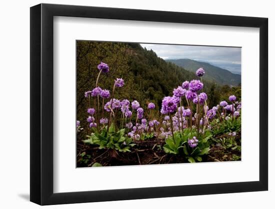 Drumstick primrose flowering, Bhutan-Sandesh Kadur-Framed Photographic Print