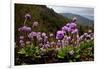 Drumstick primrose flowering, Bhutan-Sandesh Kadur-Framed Photographic Print