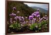 Drumstick primrose flowering, Bhutan-Sandesh Kadur-Framed Photographic Print