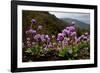 Drumstick primrose flowering, Bhutan-Sandesh Kadur-Framed Photographic Print