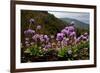 Drumstick primrose flowering, Bhutan-Sandesh Kadur-Framed Photographic Print