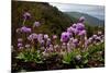 Drumstick primrose flowering, Bhutan-Sandesh Kadur-Mounted Photographic Print