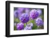 Drumstick primrose, Germany-Kerstin Hinze-Framed Photographic Print