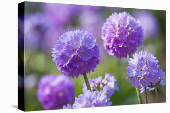 Drumstick primrose, Germany-Kerstin Hinze-Stretched Canvas